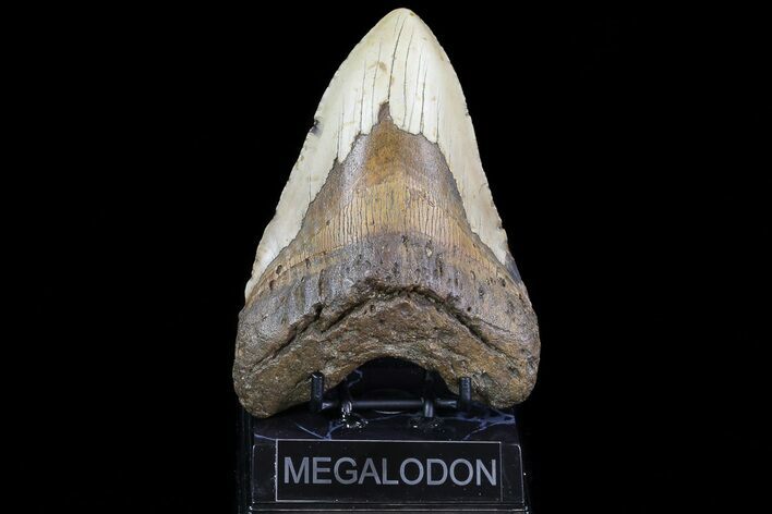 Huge, Fossil Megalodon Tooth - North Carolina #75515